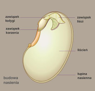 wp-yw-rodowiska-na-ycie-ro-lin